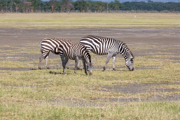 Dos cebras en las praderas, África. Kenia