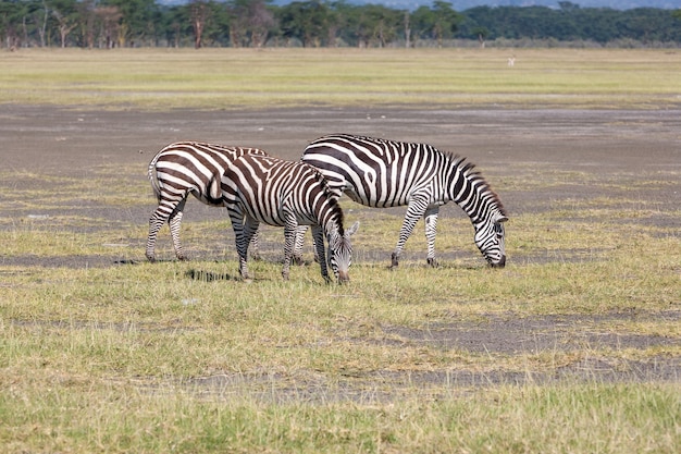 Dos cebras en las praderas, África. Kenia