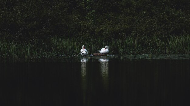 Dos cisnes en el lago