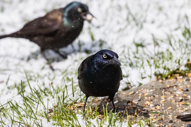 dos cuervos en el campo cubierto de hierba en un día de nieve