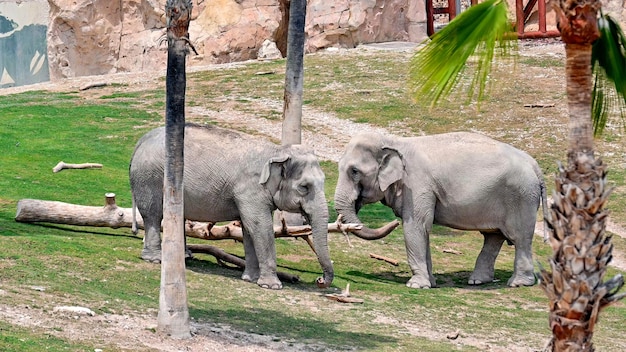 Dos elefantes jugando con una rama en el zoológico