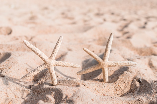 Dos estrellas de mar en la arena