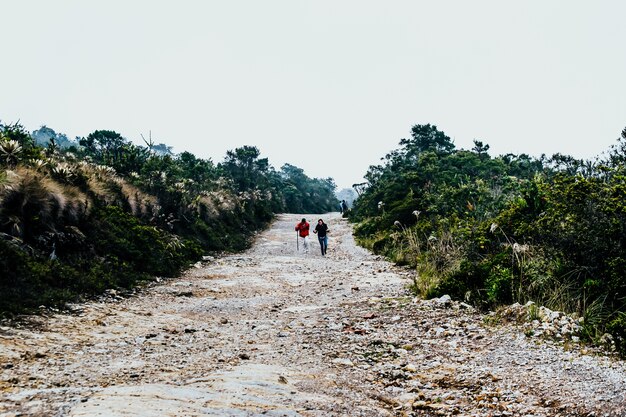 Dos excursionistas caminando por la carretera rodeados de plantas verdes.
