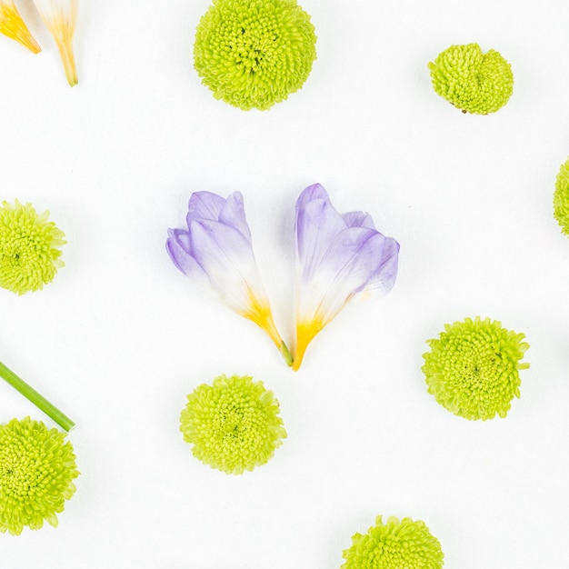 Foto gratuita dos flor morada con crisantemo verde sobre fondo blanco