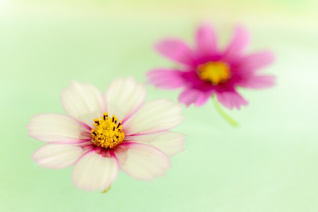 Dos flores llamadas Garden Cosmos flotando sobre el agua.