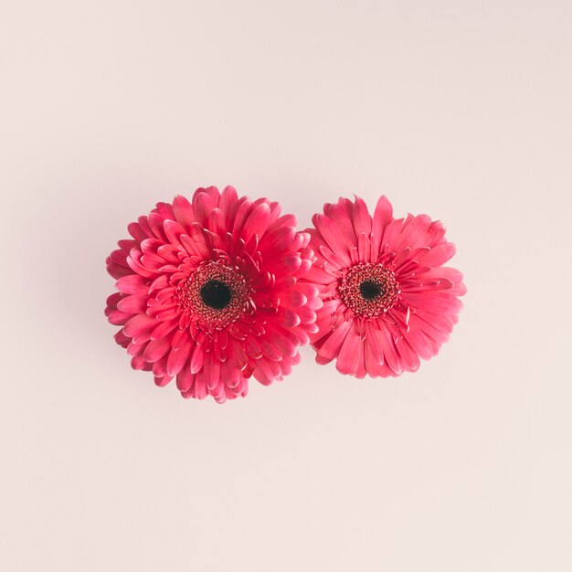 Dos flores rosadas de gerbera en mesa de luz