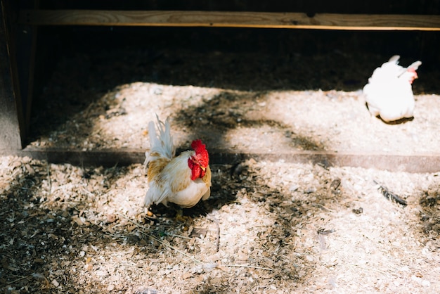 Dos gallinas blancas en el granero