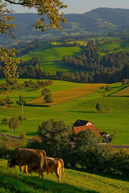 Foto gratuita dos ganado marrón en campo de hierba