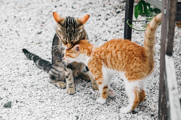 Dos gatitos negros y rojos que se apoyan entre sí en el gr