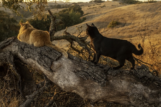 Foto gratuita dos gatos en un tronco