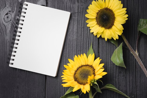 Dos girasoles amarillos con cuaderno espiral en blanco en mesa de madera