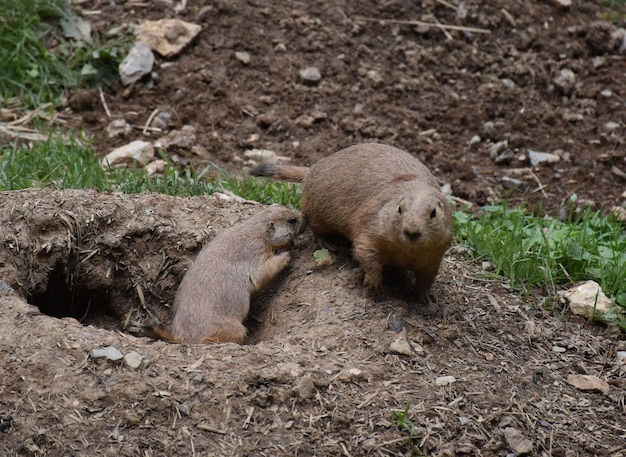 Dos grandes ardillas de tierra jugando alrededor de su madriguera