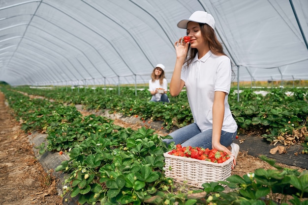 Dos hembras están cosechando fresas.