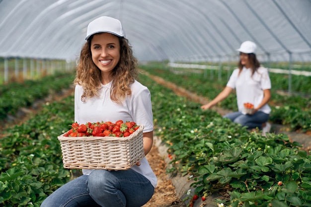 Dos hembras sonrientes están cosechando fresas