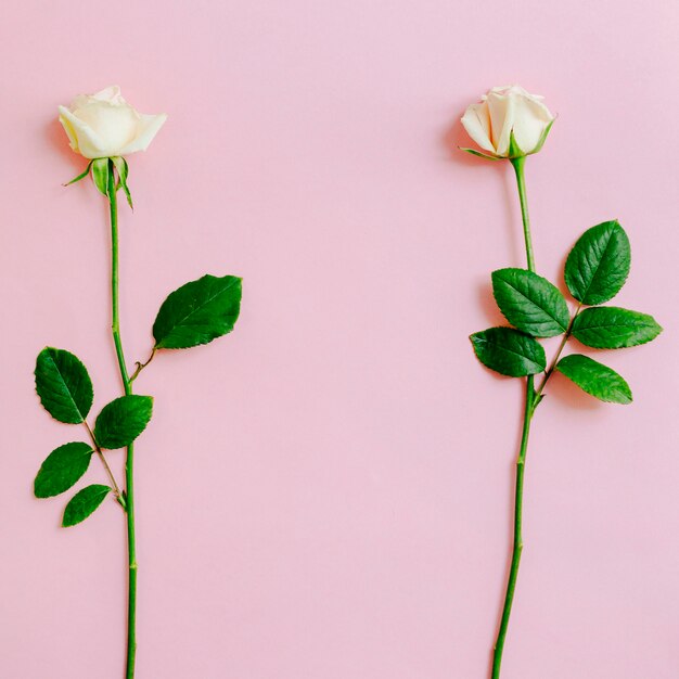 Dos hermosas rosas sobre fondo rosa