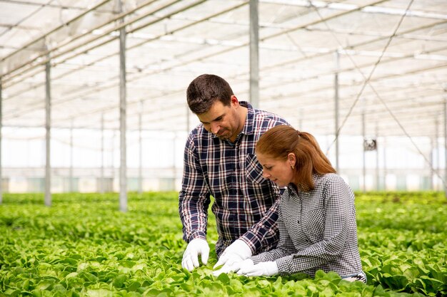 Dos ingenieros agrónomos analizan la plantación de ensaladas. En el invernadero