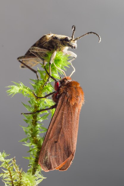 Dos insectos diferentes sentados en la planta.