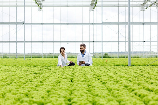 Dos investigaciones hombre y mujer examinan la vegetación con una tableta en un invernadero blanco