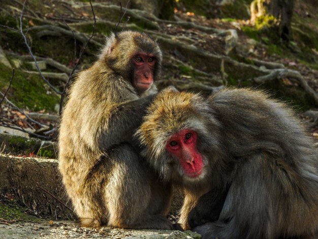 Dos lindos monos macacos japoneses amigos jugando en el bosque