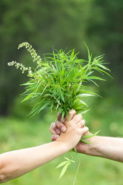 Foto gratuita dos manos sosteniendo cannabis