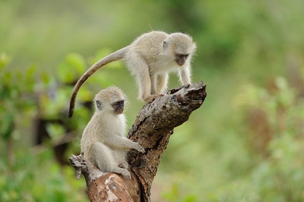 Dos monos bebé lindo jugando en un tronco de madera