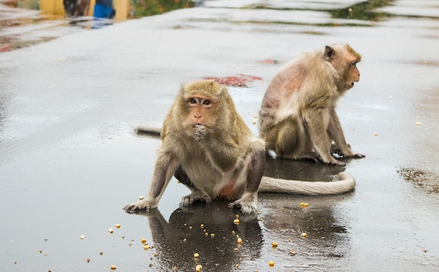 Dos monos macacos comiendo semillas de maíz