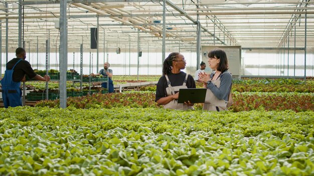 Dos mujeres diversas que usan una computadora portátil con software de gestión agrícola para planificar la cosecha y la entrega de lechuga orgánica. Trabajadores agrícolas en invernadero con computadora portátil revisando pedidos en línea.