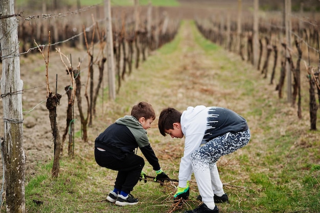 Foto gratuita dos niños hermanos trabajando en viña