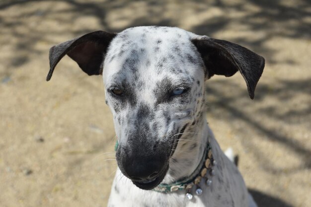 Dos ojos de diferentes colores en la cara de un perro isleño