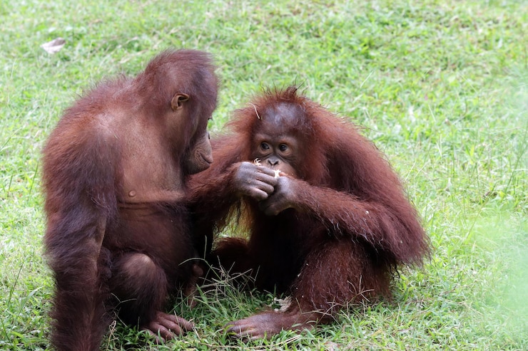Foto gratuito dos orangutanes de sumatra jugando juntos