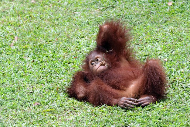 dos orangutanes de Sumatra jugando juntos