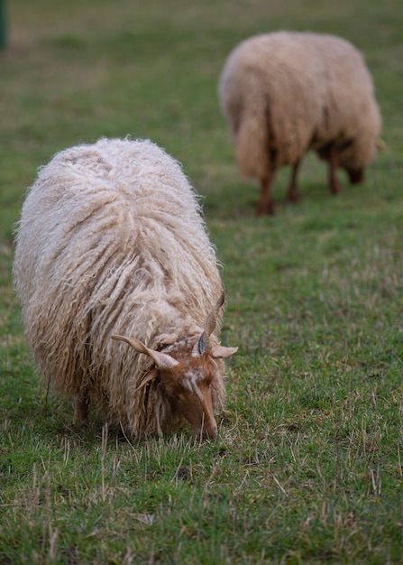 Dos ovejas con cuernos (oveja Racka) pastando en una pradera