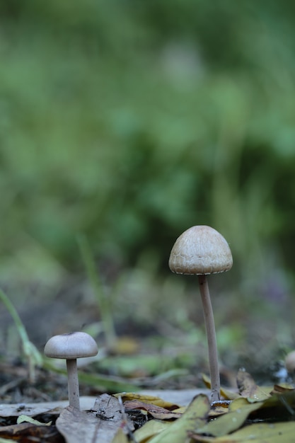 Dos Panaeolus papilionaceus, hongos enagua de mottleat enagua