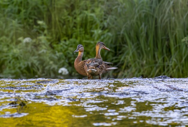 Dos patos en el agua del río.