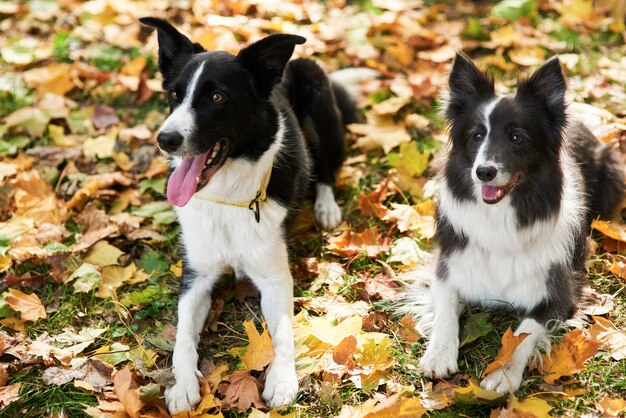 Dos perros felices entre hojas otoñales.