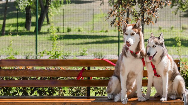 Dos perros husky en un banco en el parque con espacio de copia