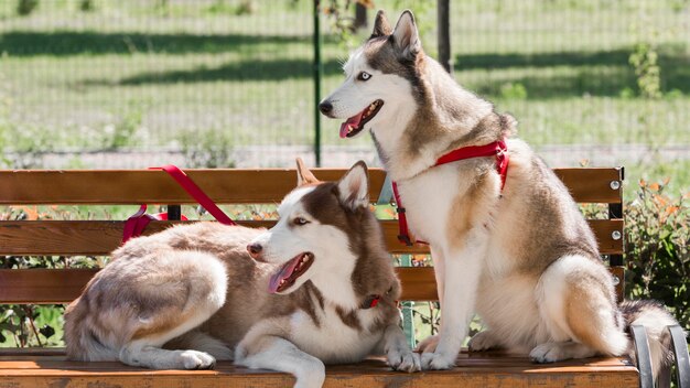 Dos perros husky en un banco en el parque