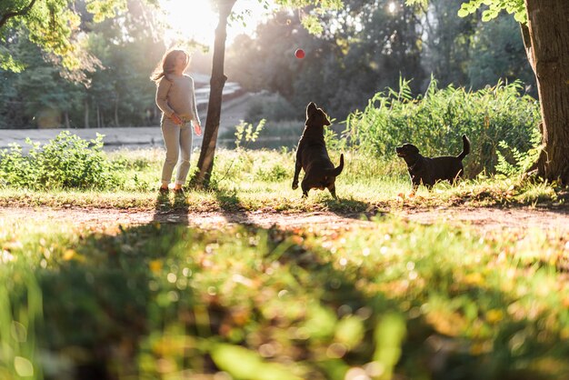 Dos perros jugando con la pelota en el parque