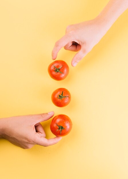Dos personas recogiendo jugosos tomates rojos sobre fondo amarillo