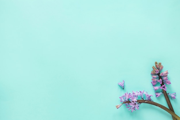 Dos ramas de flores de color púrpura en la mesa azul