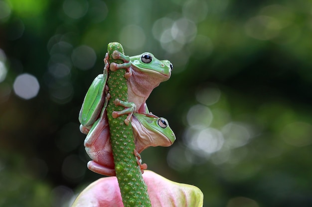 Dos rana rechoncha sentada en flor verde