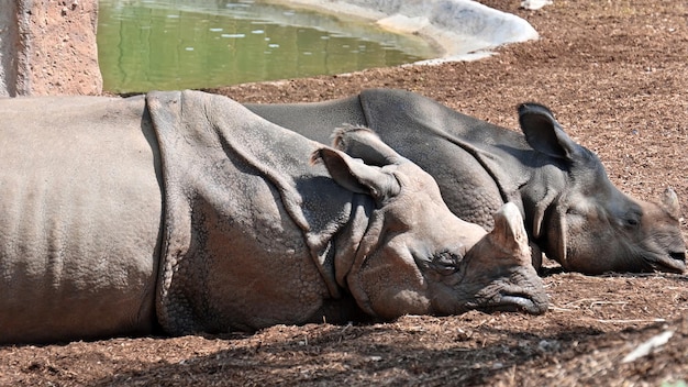 Foto gratuita dos rinocerontes durmiendo en un zoológico