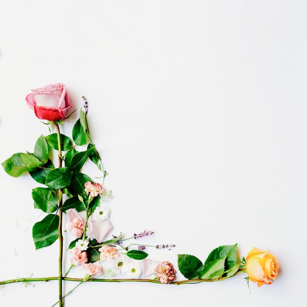 Dos rosas frescas dispuestas sobre fondo blanco