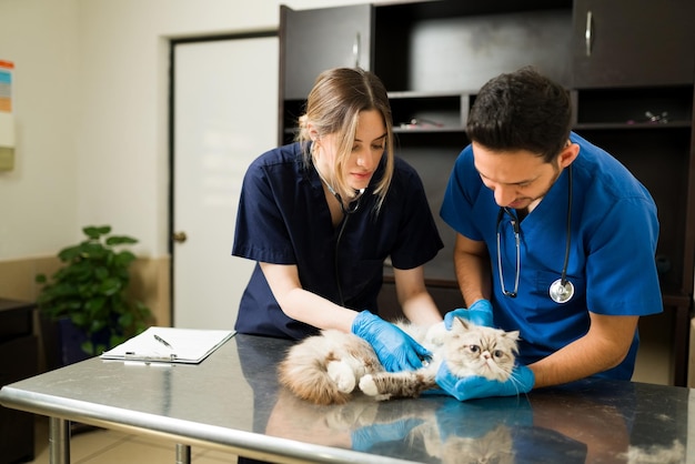 Dos veterinarios sujetando a un gato persa en la camilla. Mujer profesional caucásica veterinaria usando un estetoscopio escuchando el corazón de un gato enfermo y esponjoso