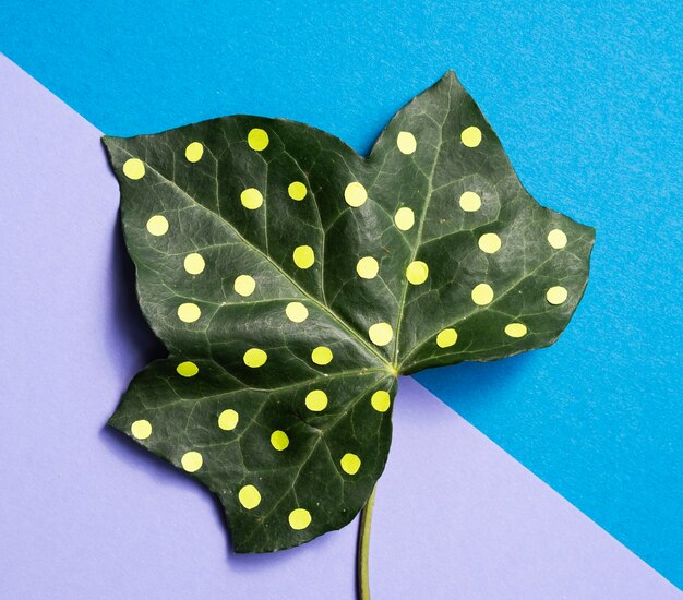 Dotty leaf minimal nature bodegón concepto