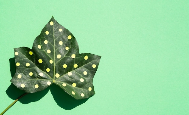 Dotty leaf minimal nature still life concept en el fondo del espacio de copia