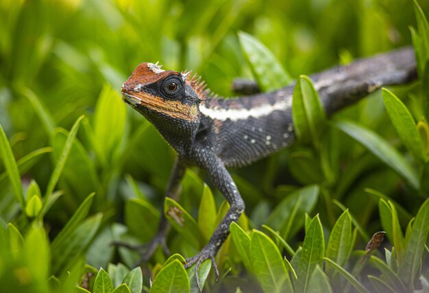 Dragón barbudo marrón y negro sobre hierba verde