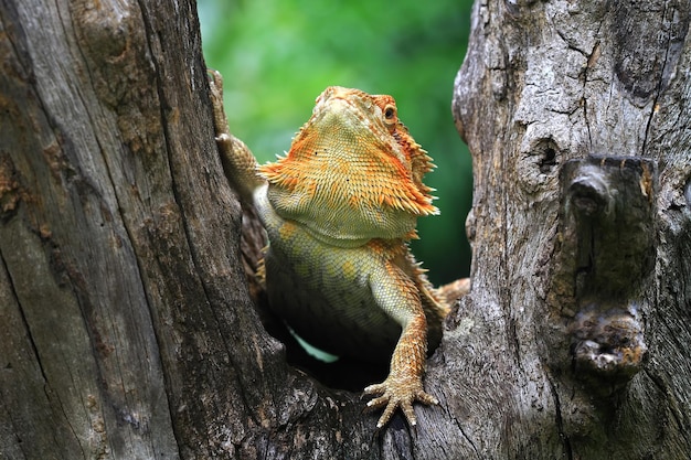 Dragón barbudo Red Het Hypo primer plano sobre madera