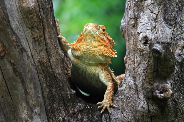 Dragón barbudo Red Het Hypo primer plano sobre madera