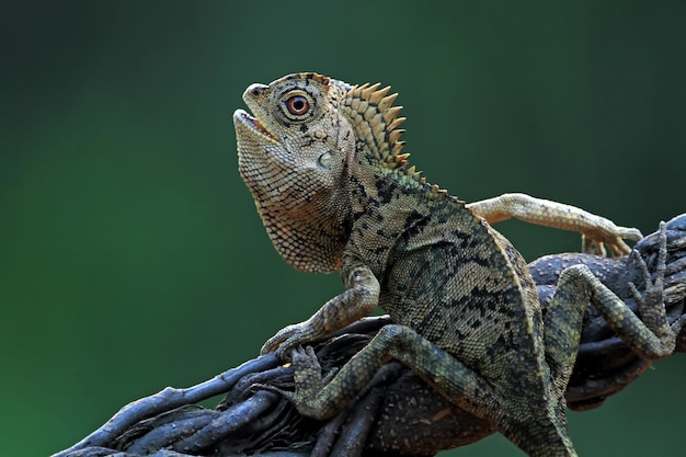 Dragón del bosque de lagarto en madera con fondo natural